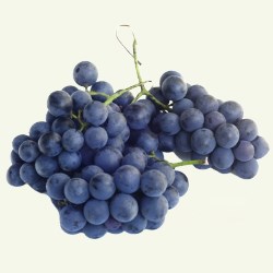 Concord Grapes