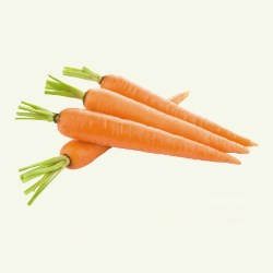 Carrot