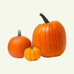 Pumpkin 