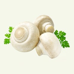 Mushroom