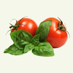 Tomato